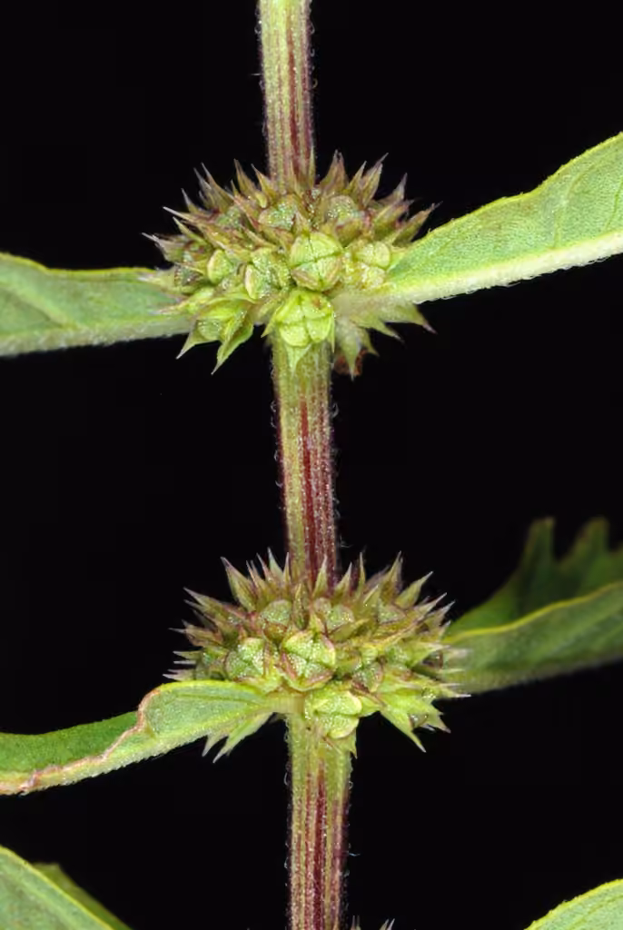 Lycope d'Amérique, En fleurs
