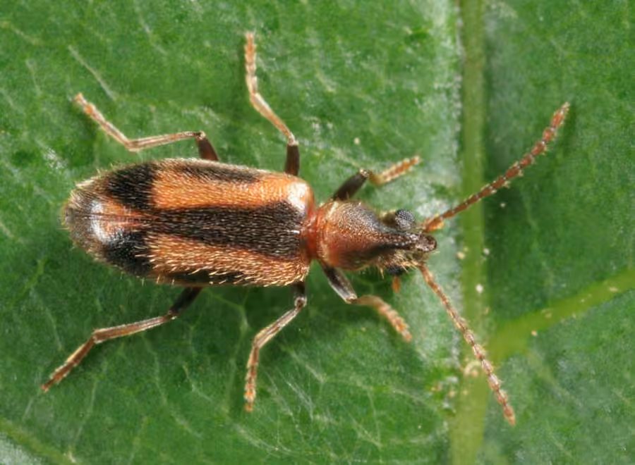 Anthicide à ancre