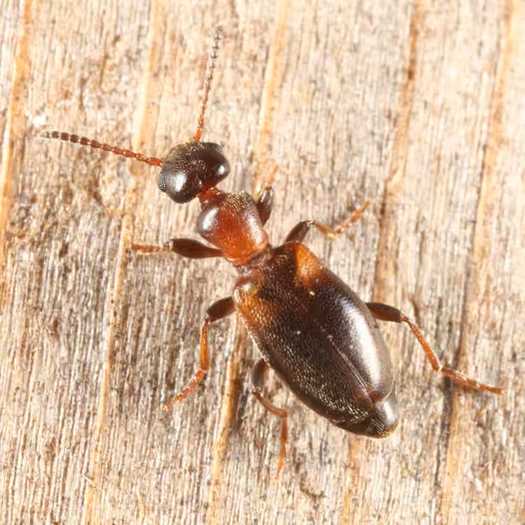 Narrow-necked Grain Beetle, photo 2 of 5