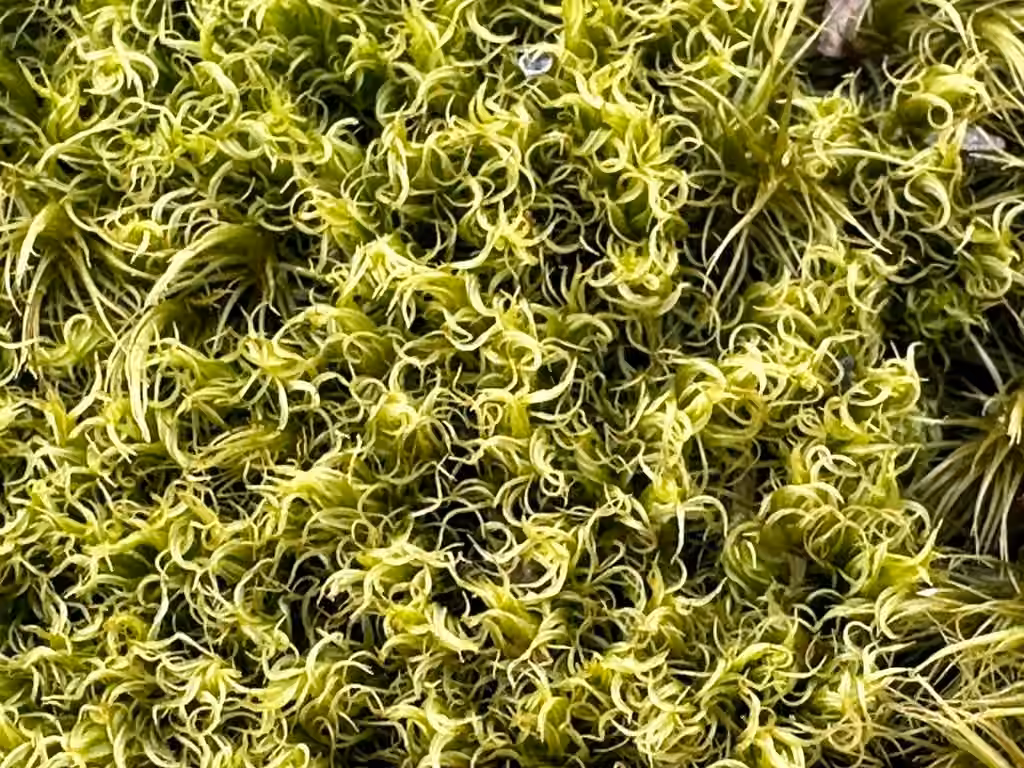 Condensed dicranum moss, photo 2 of 5
