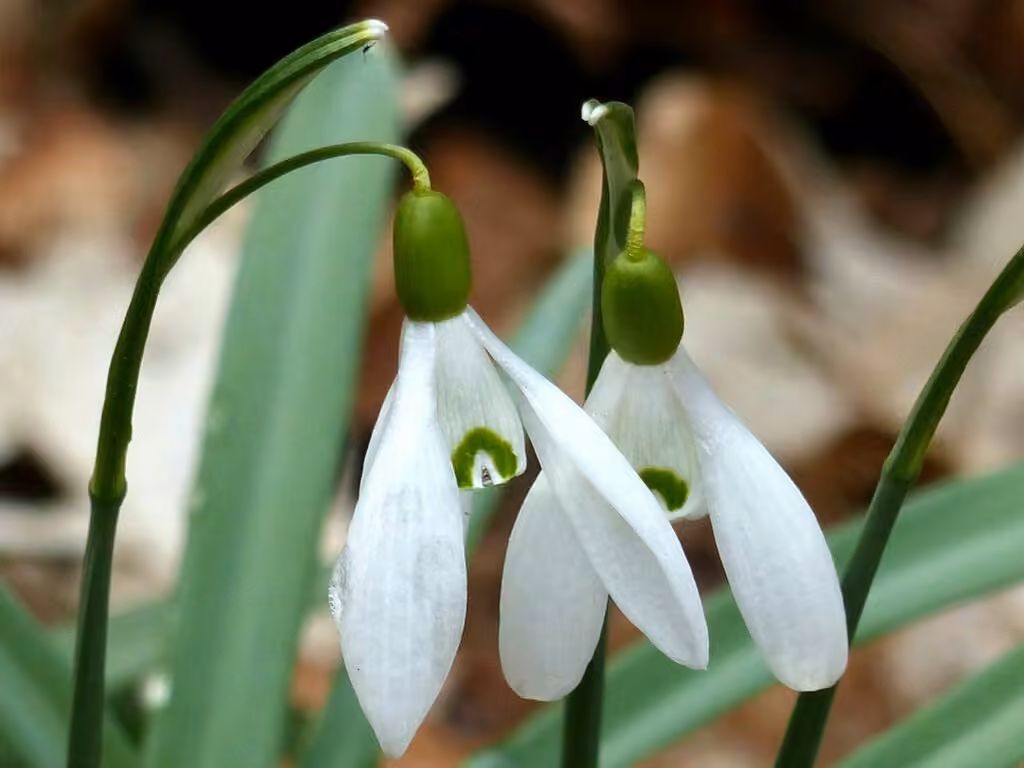 Perce-neige commun, En fleurs