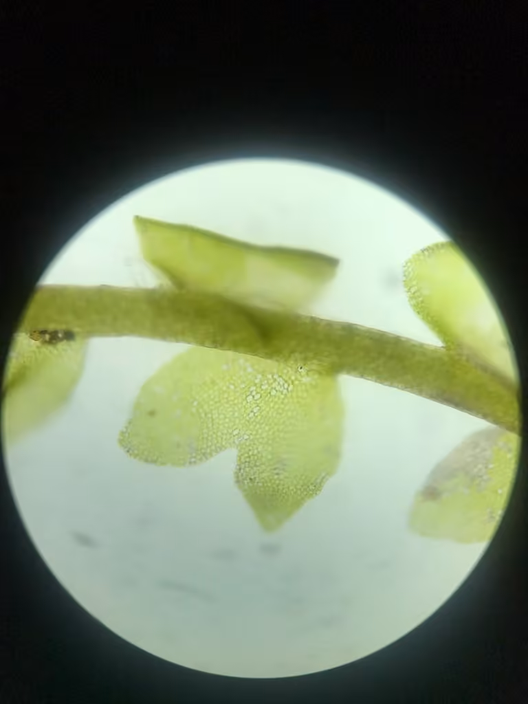 Vénusté des tourbières, photo 2 sur 5