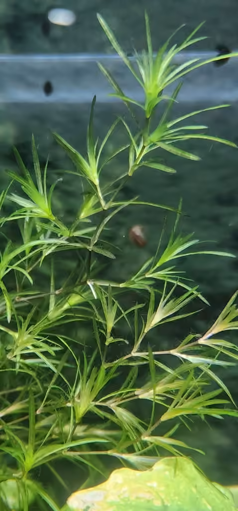 Southern naiad, photo 3 of 5