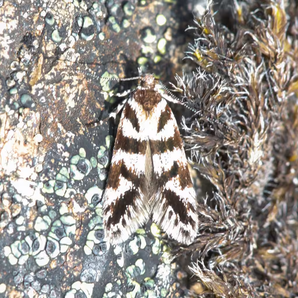 six-spot groundling, Adulte