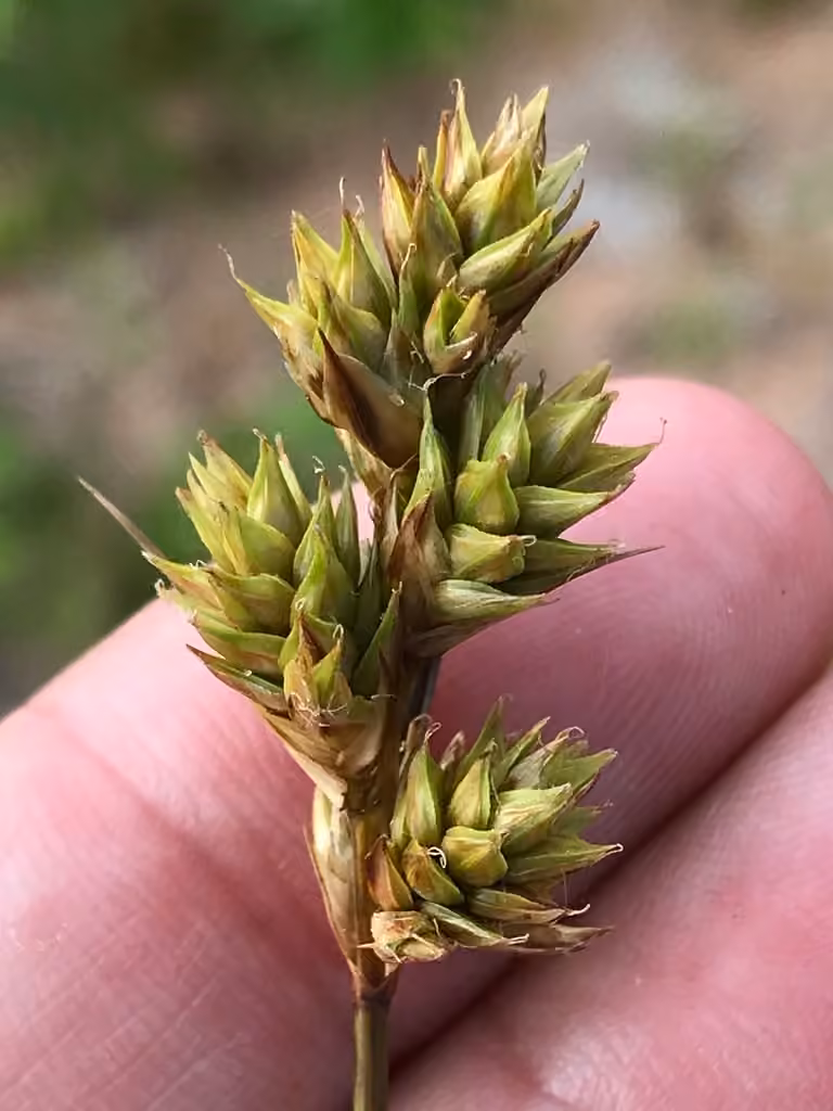 Carex brûlé, photo 3 sur 5