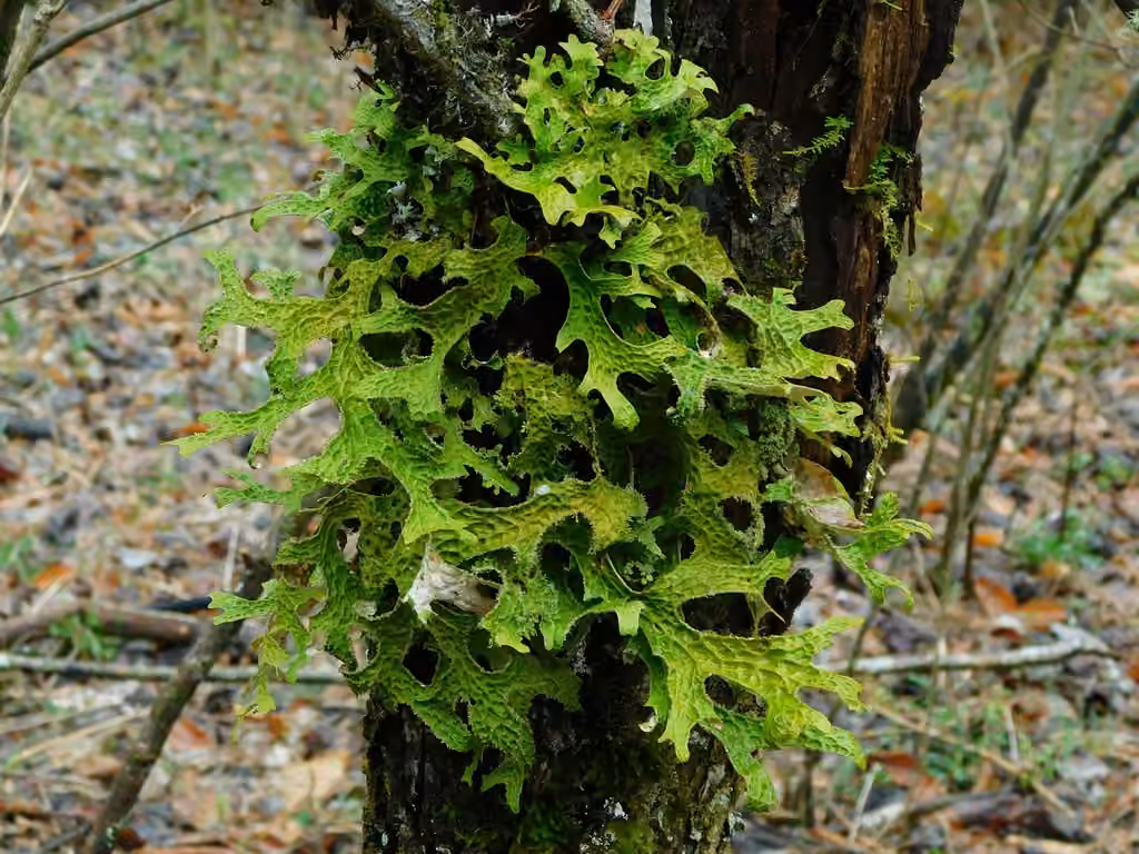 Lichen pulmonaire, photo 2 sur 5