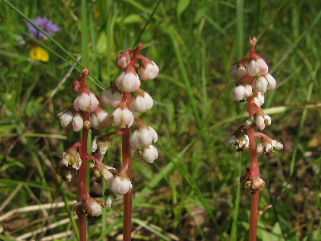 Lesser wintergreen, photo 1 of 5
