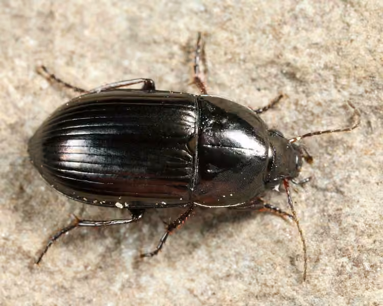 Mesophile Sunshiner, Adult