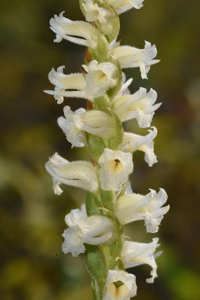 Yellow nodding lady's tresses, photo 1 of 5