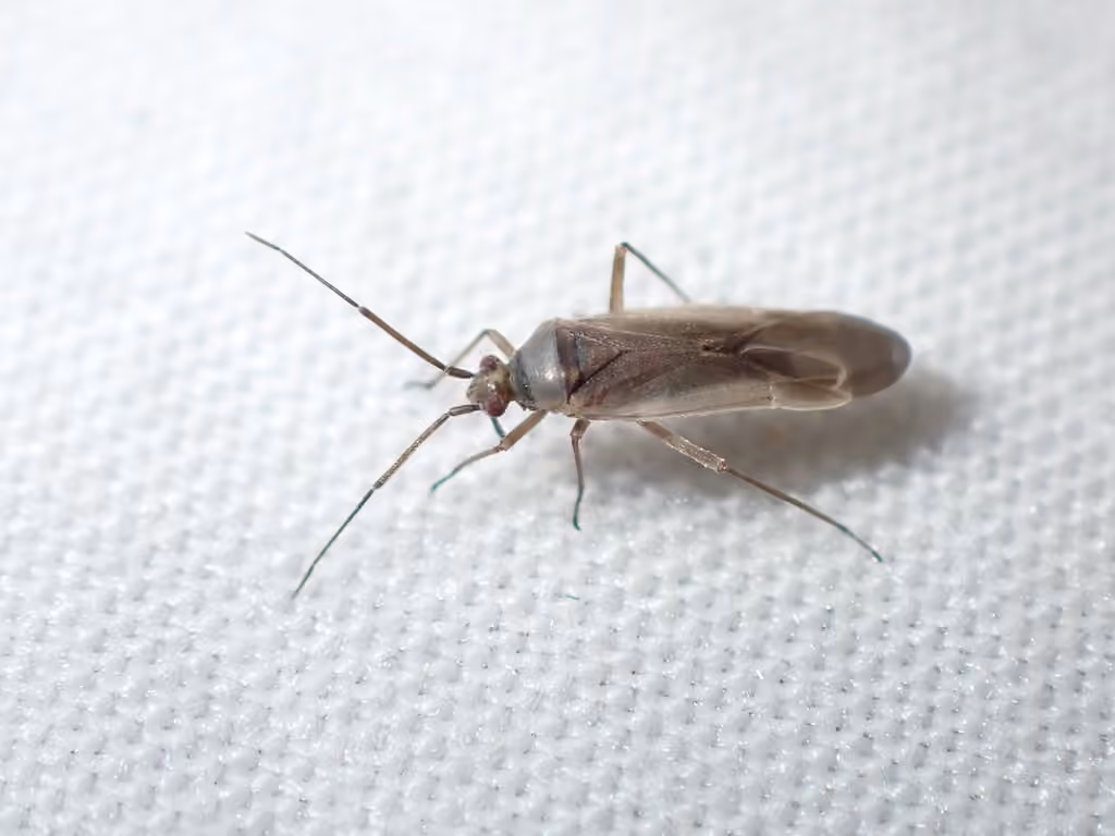 Plant bug, photo 2 sur 5