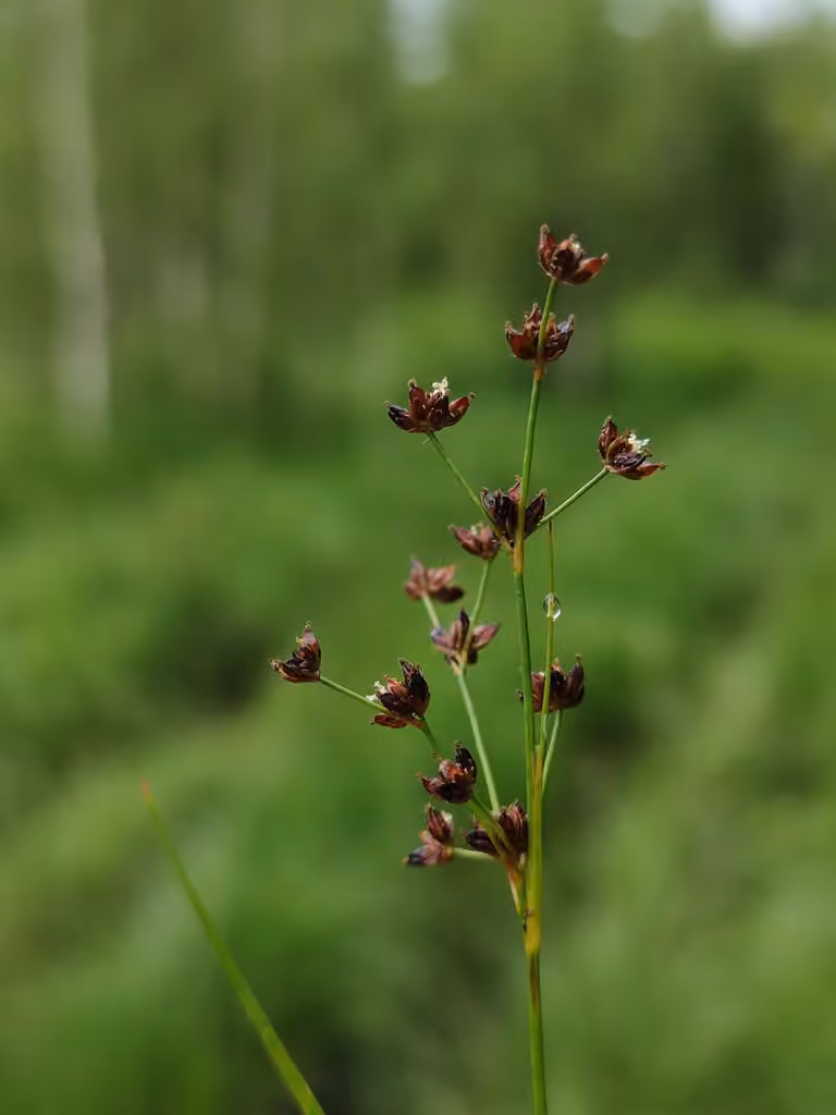 Northern green rush, photo 1 of 5