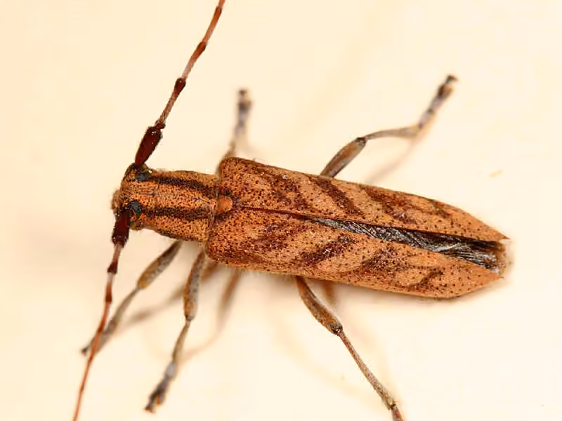 Alder Borer