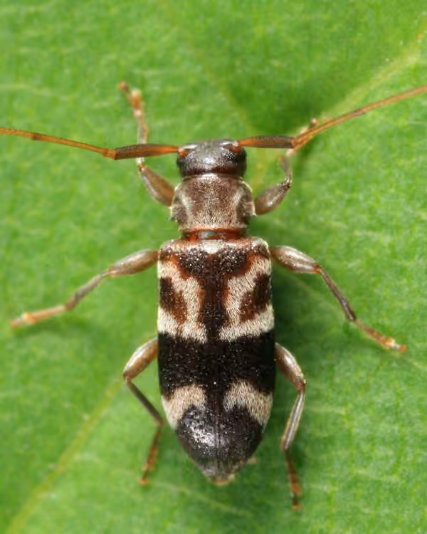 Longicorne élégant, photo 1 sur 5