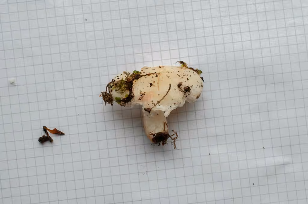 Pallid Brittlegill, photo 2 of 5
