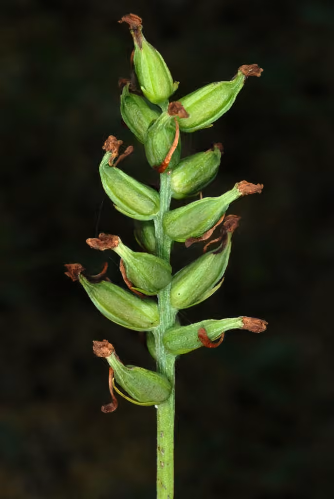 Platanthère claviforme, En fruits