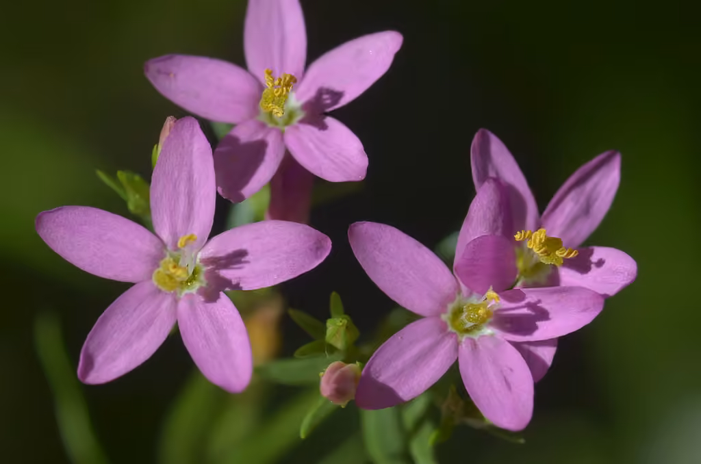 Petite-centaurée délicate, En fleurs
