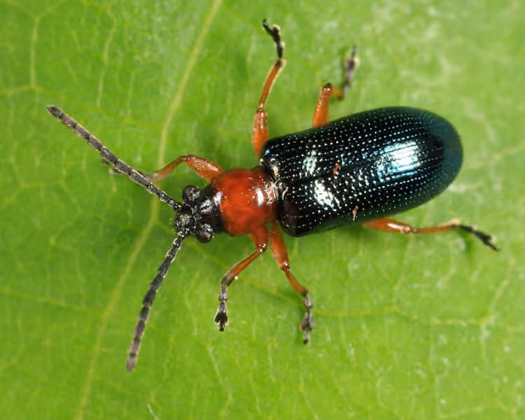 Criocère des céréales, photo 1 sur 5