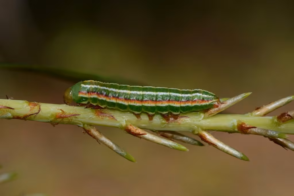 Major Sallow, Chenille