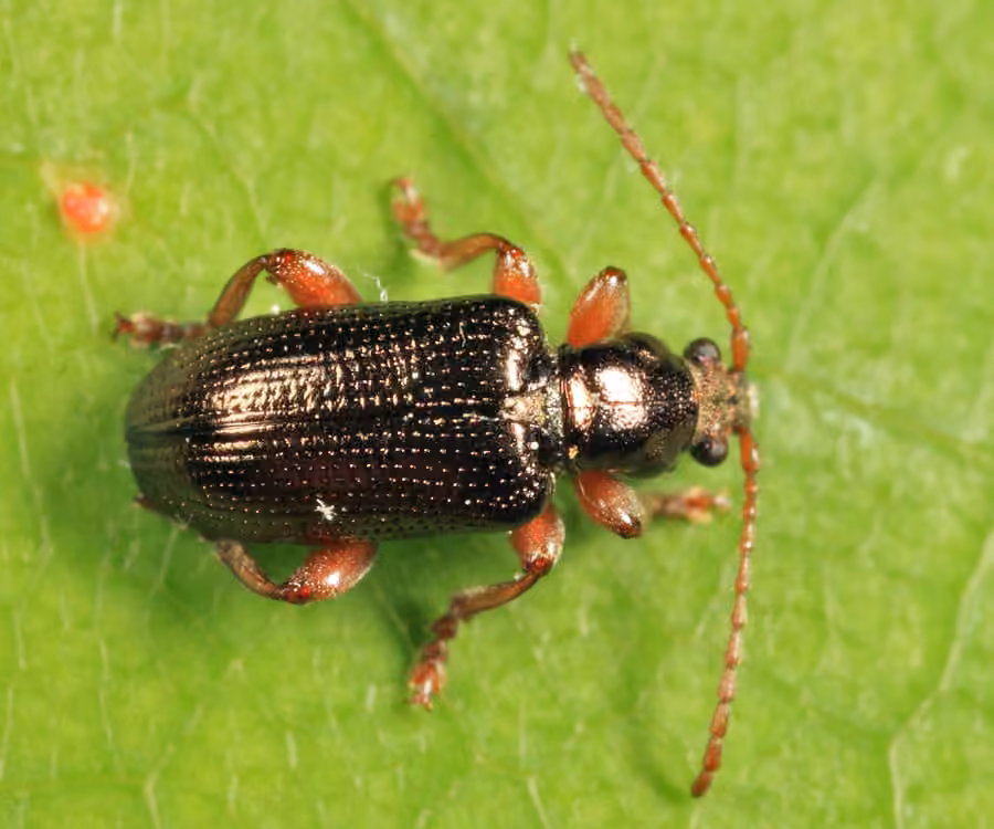 Red Aquatic Leaf Beetle, photo 3 of 5