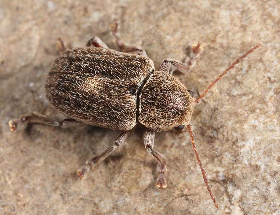 Chrysomèle pubescente, photo 1 sur 5