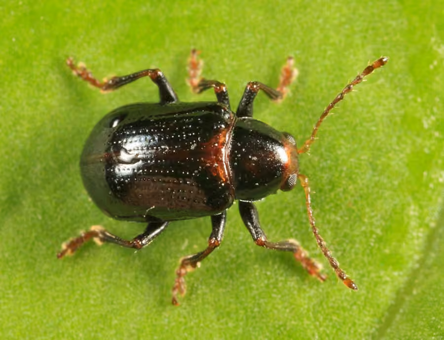 Four-marked Oval Leaf Beetle, photo 2 of 5