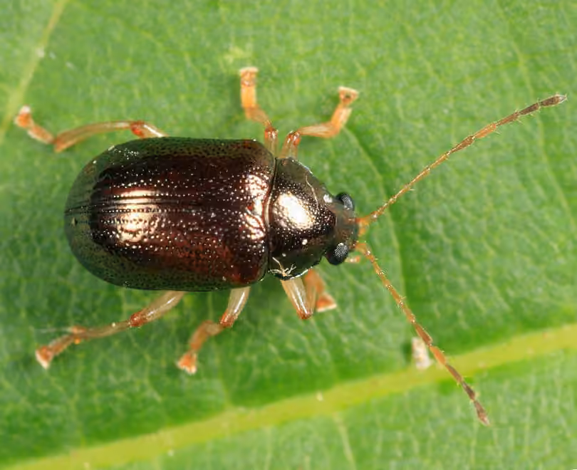 Fringed oval leaf beetle, photo 1 of 5