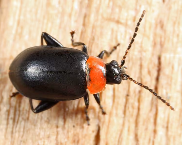 Spinach Flea Beetle, photo 2 of 5