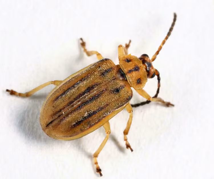 Boneset Leaf Beetle, photo 1 of 5