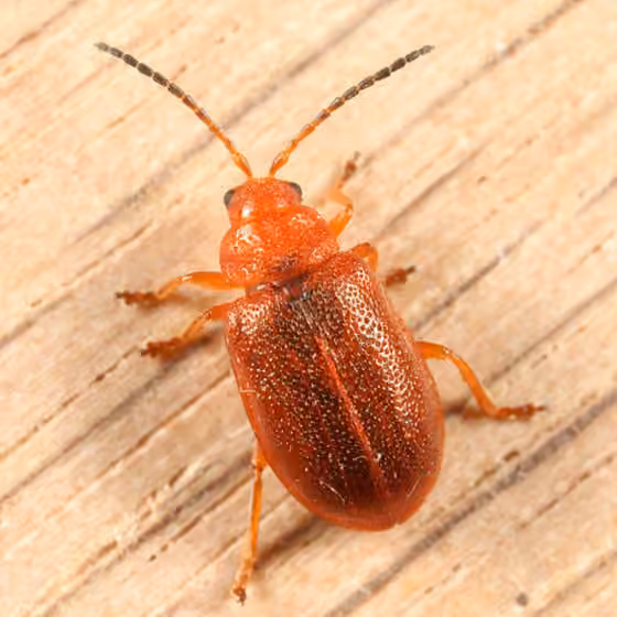 Dark-horned flea beetle, photo 1 of 5