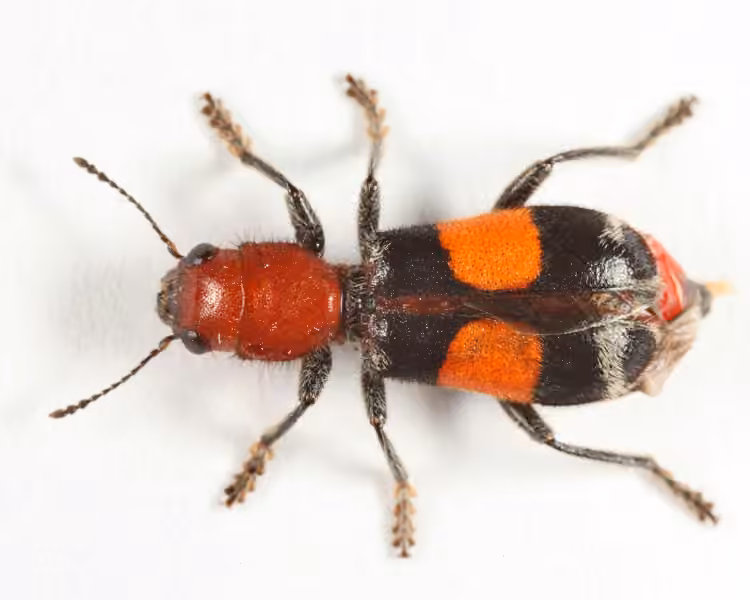 Muttkowski's checkered beetle
