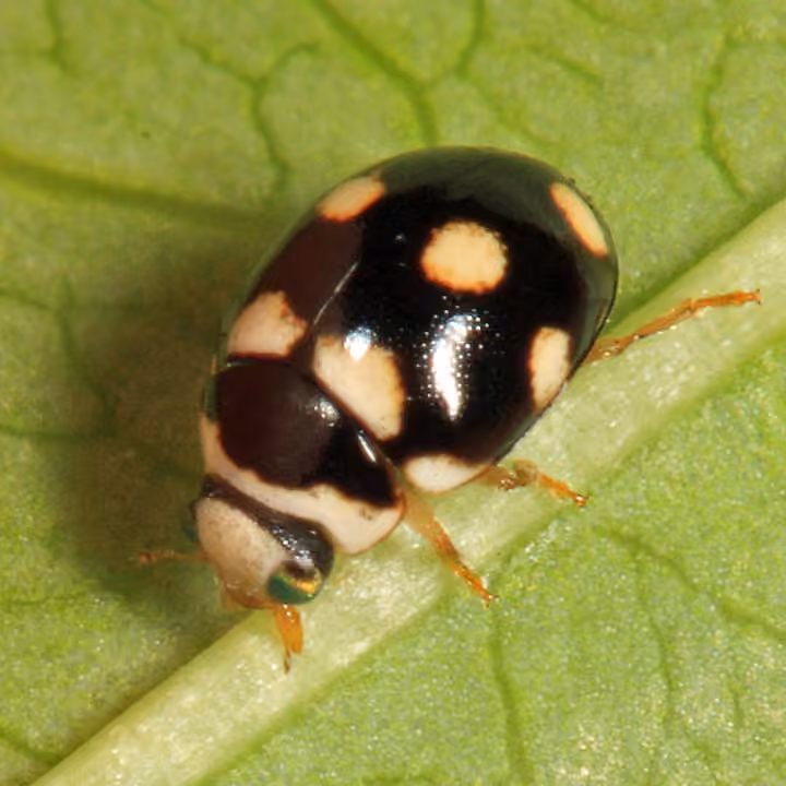 Coccinelle à dix points, Mâle