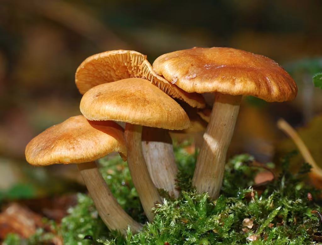 Gymnopile pénétrant, photo 2 sur 5