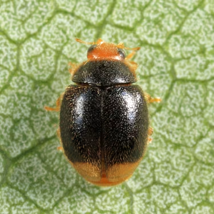 Firefly Duskyling, photo 2 of 5