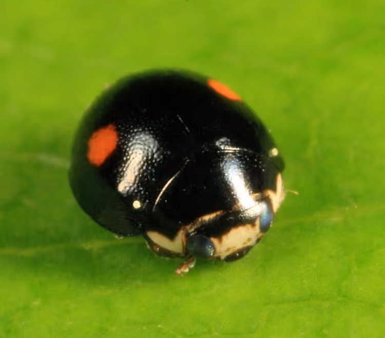 Coccinelle à deux ronds, photo 1 sur 5