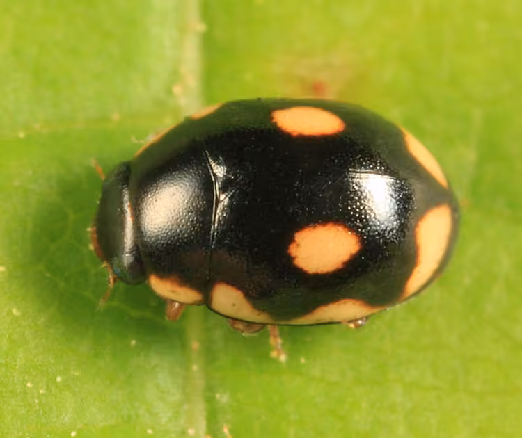 Coccinelle ondulée, Adulte