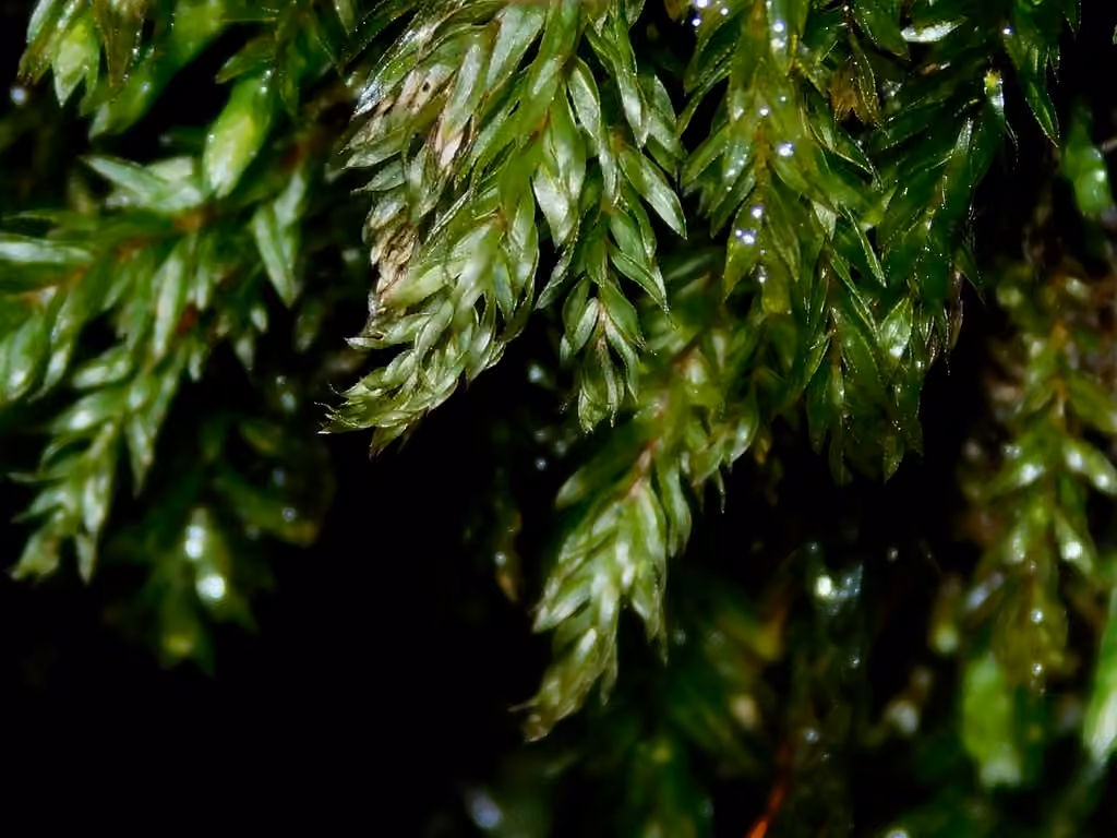 Mnie à feuilles étroites, photo 2 sur 5