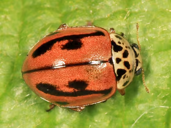 Coccinelle hudsonienne, Adulte