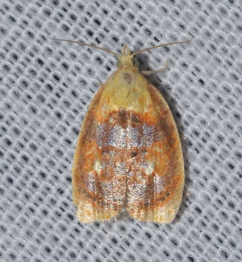 Blueberry Leaftier Moth