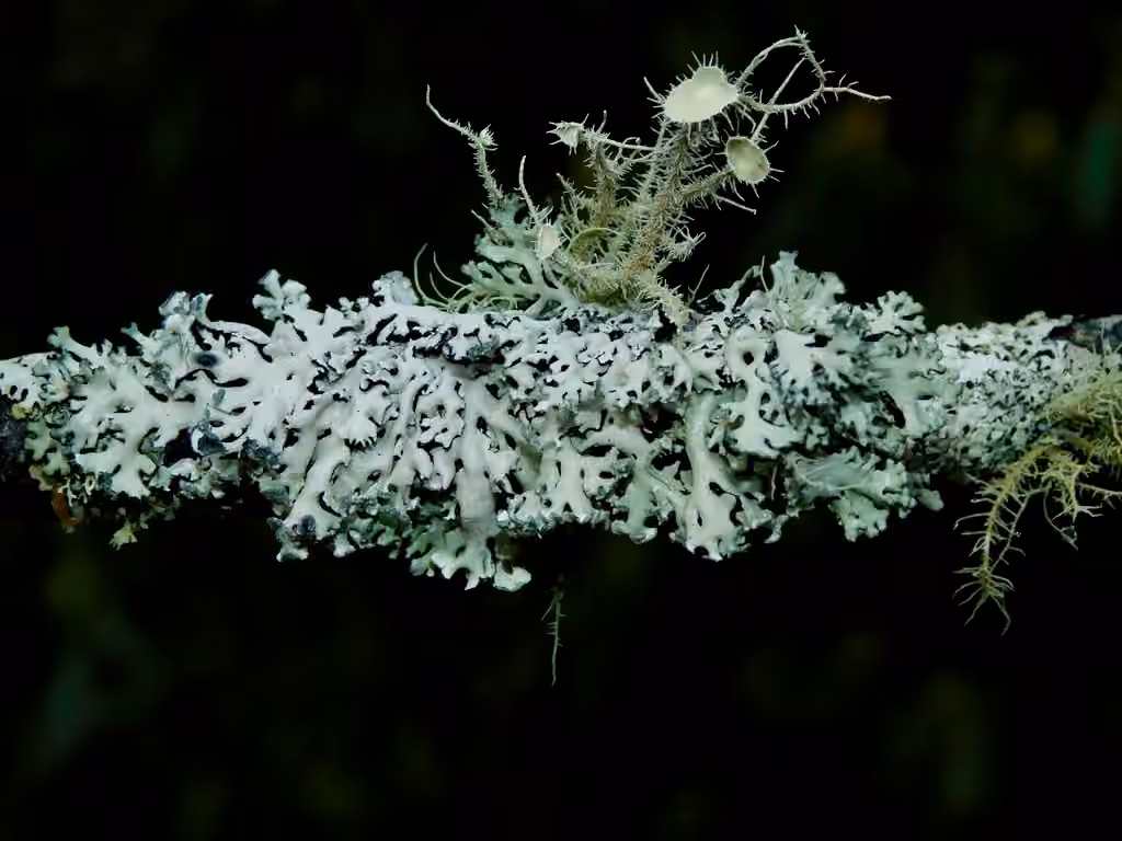Tree Flute Lichen, photo 2 of 5