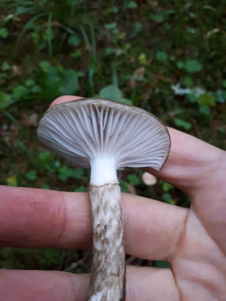 Hygrophore olivacé et blanc, photo 3 sur 5
