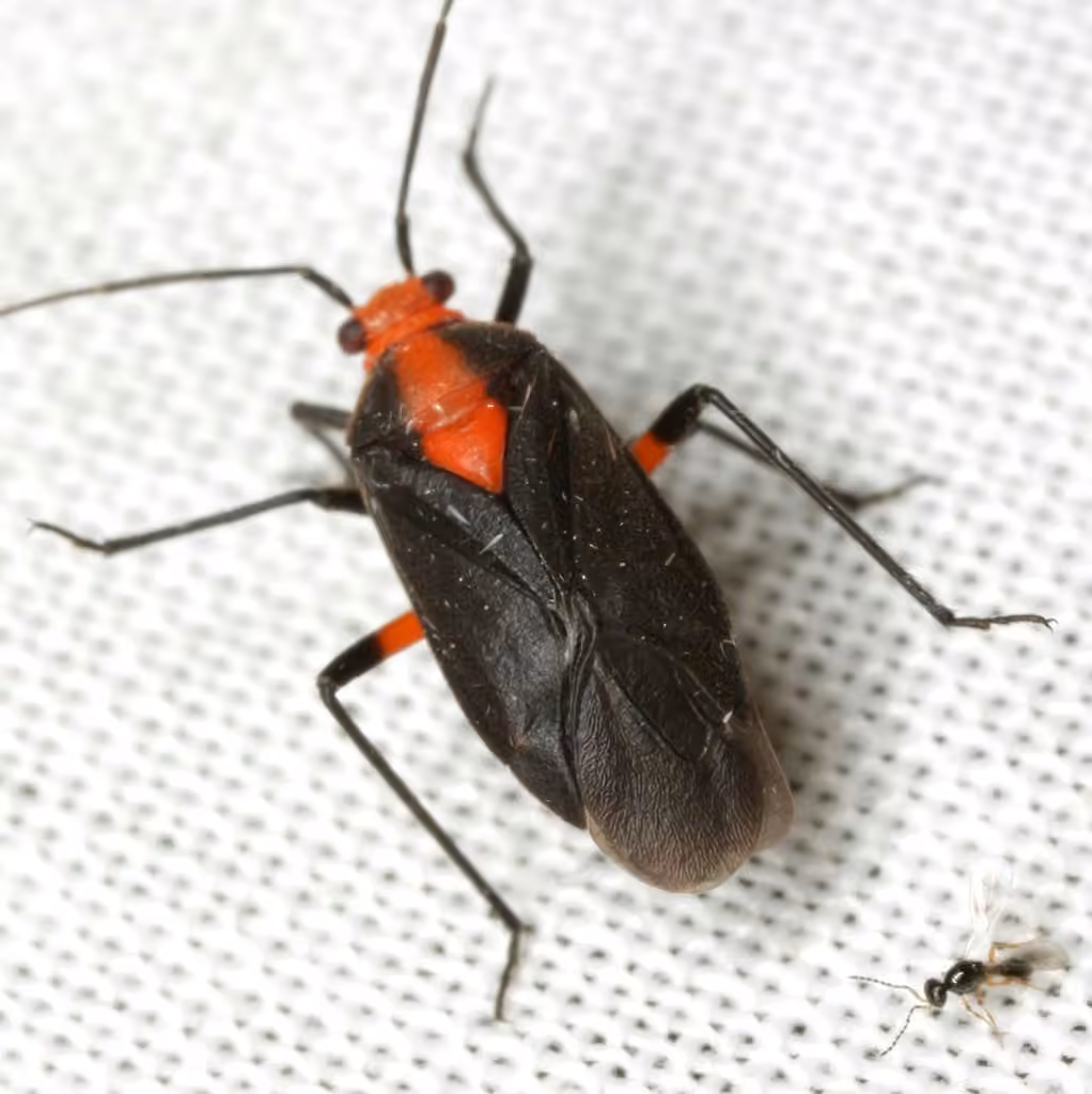 Prepops rubrovittatus, Adulte