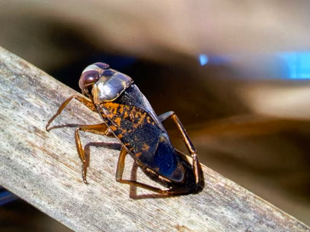 Notonecta irrorata