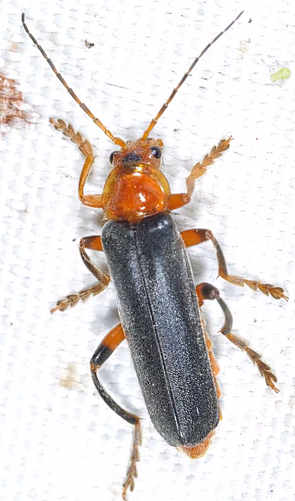 Livid soldier beetle, photo 2 of 5
