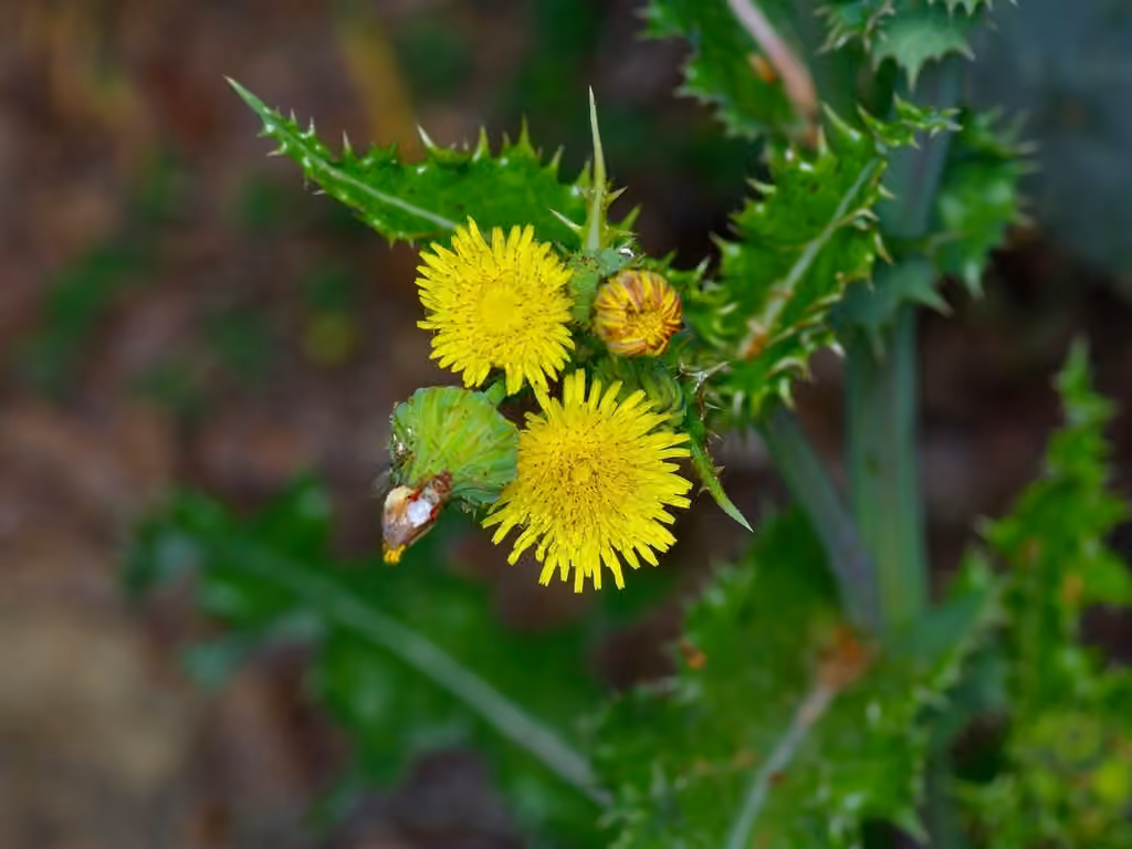 Prickly sow thistle