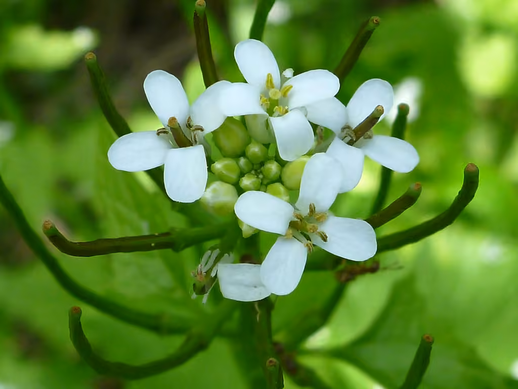 Alliaire officinale, En fleurs