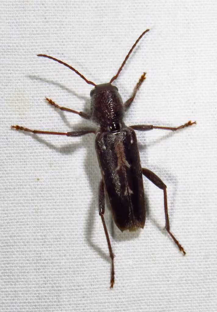Arrowhead Borer, photo 2 of 5