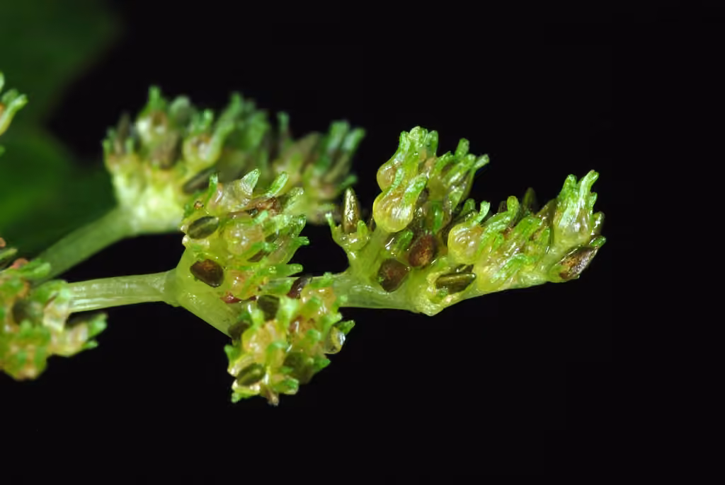 Canada clearweed, In fruit