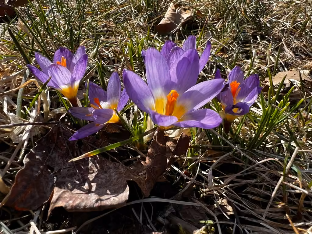 Crocus sublimis, photo 1 sur 5