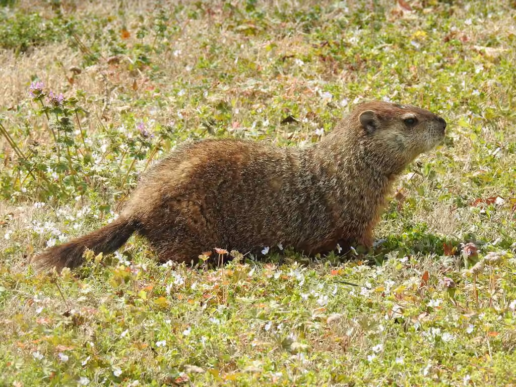Marmotte commune, photo 3 sur 5