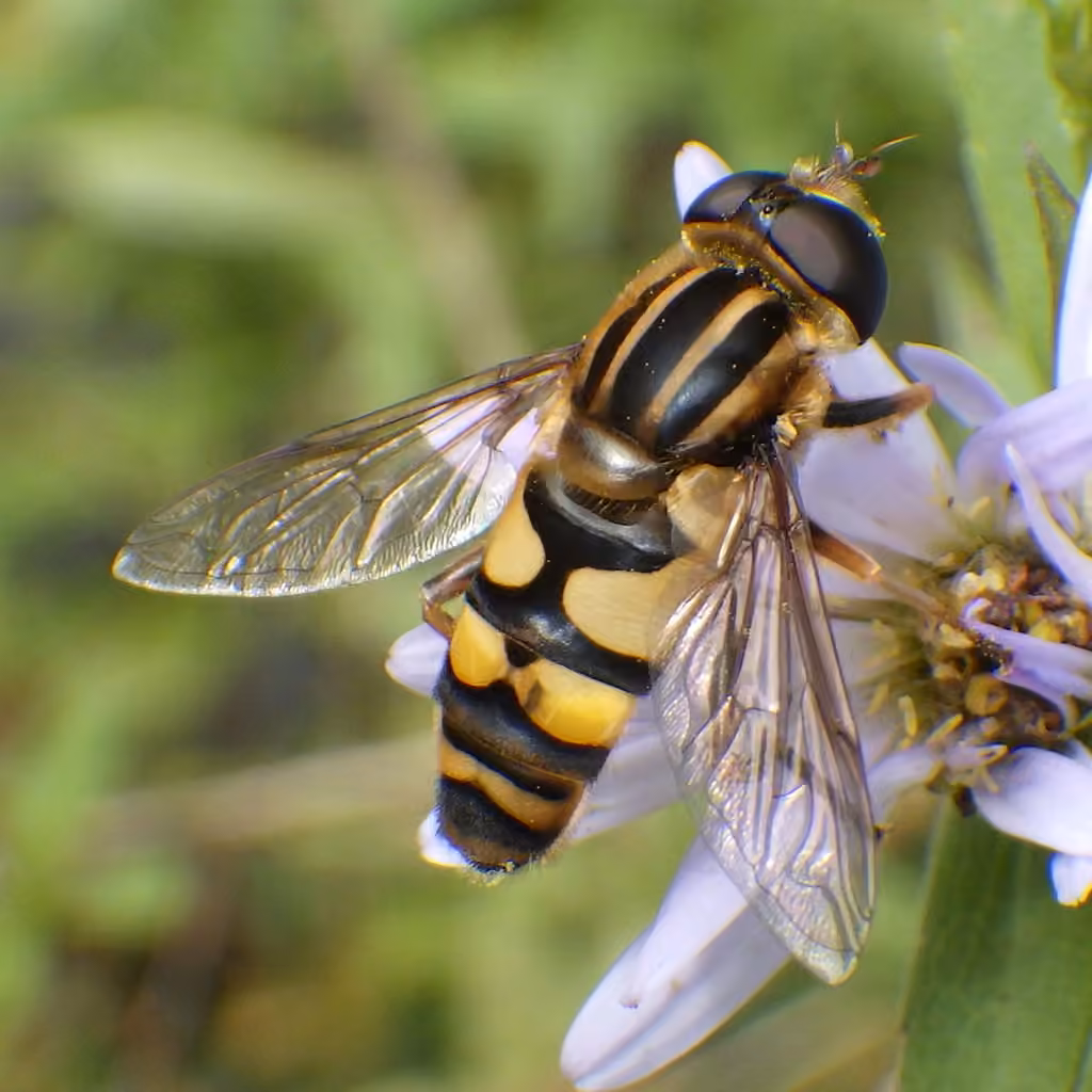 Narrow-headed Marsh Fly, Male
